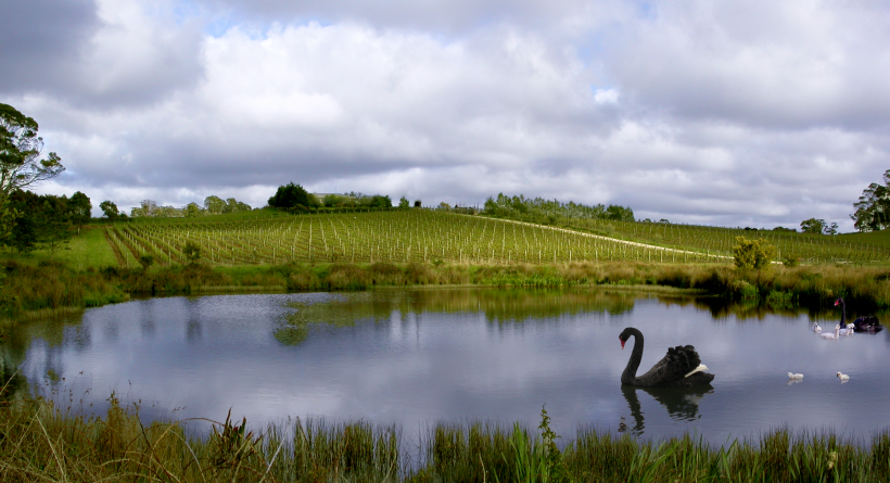 Brook Eden Vineyard